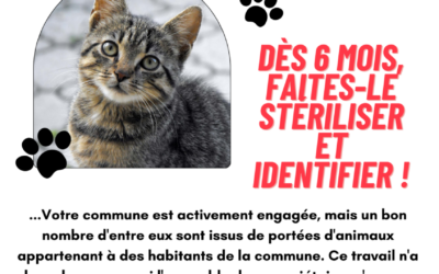 Stérilisation des chats 🐱