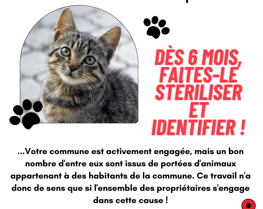 Stérilisation des chats 🐱