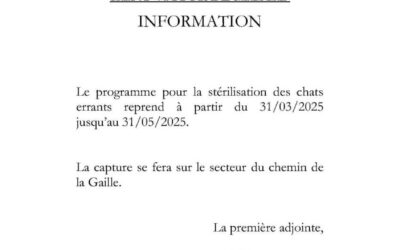 Stérilisation des chats